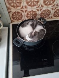 кухня Альфа??