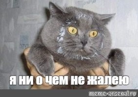 Котейка не дает покоя своему человеку