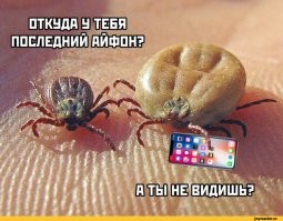 Эволюционное извращение: удивительные факты о клещах