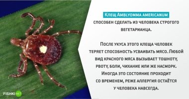 К Картинке №1.
Так вот почему в америке так много веганов