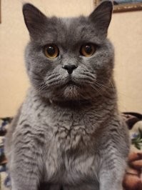А это мой кот для паспорта