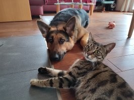 Не стоит разделять домашних животных на лучших и других.
Мои...