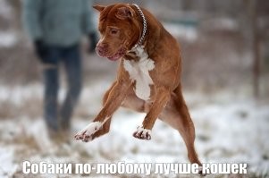 15 фотопричин, почему собаки лучше кошек