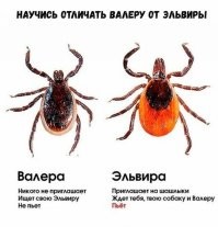 Эволюционное извращение: удивительные факты о клещах