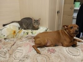 Мои черти ))))