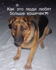 15 фотопричин, почему собаки лучше кошек