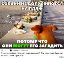 Ну конечно же собаки во всем виноваты))