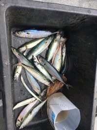 Рыба это мой улов я постоянно в море ( точней каждые выходные )