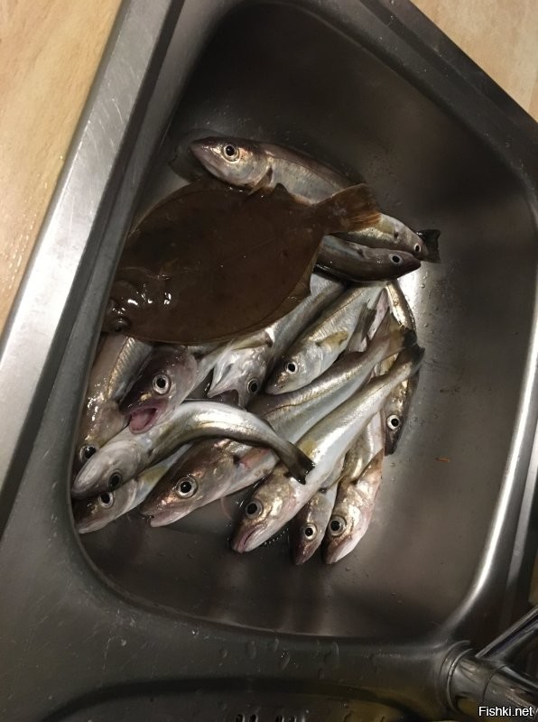 Рыба это мой улов я постоянно в море ( точней каждые выходные )