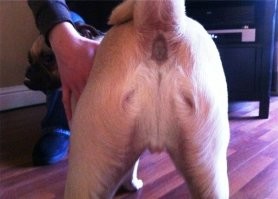 30 великолепных образчиков парейдолии