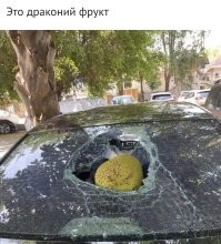 Это фрукт хлебного дерева.

И зачем люди вместо того, чтоб наслаждаться концертом смотрят его "через телефон", эти записи потом реально кто то пересматривает?