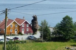 19 забавных животных, которые приняли в корне неверное решение и застряли