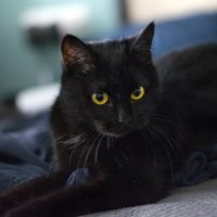 Сидела на улице, с подбитой лапкой. Подошла сама. Принес домой))). Оказалось умнейшее создание! И абсолютно не злопамятное.