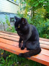 Сидела на улице, с подбитой лапкой. Подошла сама. Принес домой))). Оказалось умнейшее создание! И абсолютно не злопамятное.