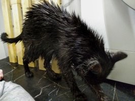 Сидела на улице, с подбитой лапкой. Подошла сама. Принес домой))). Оказалось умнейшее создание! И абсолютно не злопамятное.