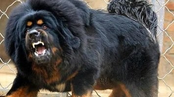 Заканчивайте с фашизмом.Загнать кошку на дерево для порядочного пса это святая обязанность.
И да, потом тибетский мастифф наматывает на свой йенг стаффоф и алабаев, причем пачками. Доберманы доматывают, что осталось