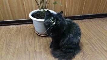 Осенью 17 года к нам в офис пришла кошка. Полгода пытались ее пристроить. В офисе на ночь не оставалась, уходила ночевать на территорию. Утром приходила. И вот весной 18 года случилось с ней несчастье. Порвали собаки. Была жива, но сильно порвана. В районе шеи. Отвез в ветеринарку. Там ее "отремонтировали". Теперь у меня вместо одной, две кошки живут