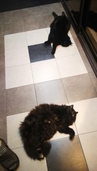 Осенью 17 года к нам в офис пришла кошка. Полгода пытались ее пристроить. В офисе на ночь не оставалась, уходила ночевать на территорию. Утром приходила. И вот весной 18 года случилось с ней несчастье. Порвали собаки. Была жива, но сильно порвана. В районе шеи. Отвез в ветеринарку. Там ее "отремонтировали". Теперь у меня вместо одной, две кошки живут