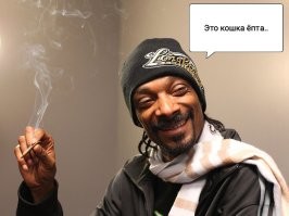 Полицейский удивился, увидев в авто альпаку