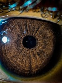 с коих то пор негр стал человеком???