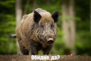 Поросятам жеж не объяснишь, что это поле под СХ нужды. Они ж думают - "Во, отличное место, жратвы вдоволь, лесных хищников нет, от любой напасти можно заханыриться в полуметре."
И тут приезжают какие-то лысые обезьяны, на страшных повозках и начинают уничтожать этот рай на земле.. приходиться кучковаться всей семьёй и сваливать, затаив обиду и возмущение.