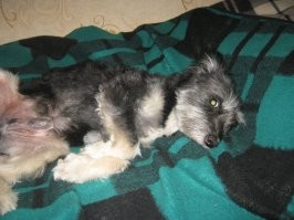 А вот мой бывший запаршивец сейчас валяется на диване довольный, подстриженный, обезлишаенный и почищенный от блох.  Раньше жил на улице. Спал красиво, но на вжик проснулся.