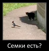 Сорока не даёт коту спокойно идти по улице