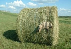 Видно в понедельник их мама родила: пост о невезучих