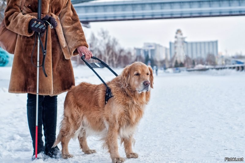 Собаку-поводыря вы никогда не перепутаете с любой другой.
У собаки всегда есть специальная шлейка с ручкой для человека.