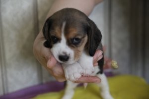 6 таких есть в Астрахани на продажу. Предки чемпионы РФК МКФ.