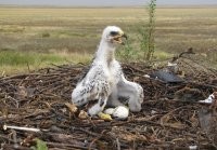 Какой нах редкий орлан??? Это птенцы вороны, обычной серой вороны коих миллионы в городах и которые всех бесят! И летает там обычная серая ворона!
Вот птенец орла, как минимум клюв загнут...

Редкий вид орлана блин, развёл толпу))))