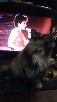 У меня кошка тырит чёрный хлеб и картофель, мясное спокойно лежит себе. Трёхнутый полуперсик. Люблю её.