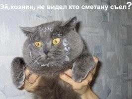Взгляд кошки, которой запретили брать со стола мясо