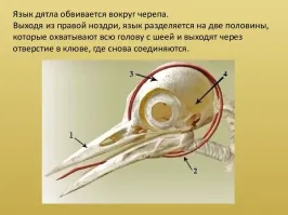 20+ любопытных фактов о братьях наших меньших