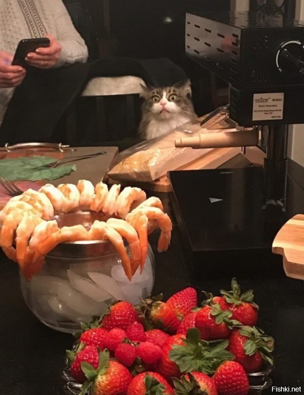 Взгляд кошки, которой запретили брать со стола мясо