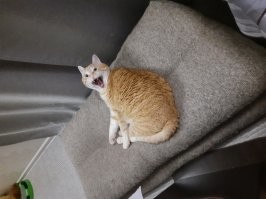 Не чих, а зевота)))