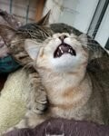 20 смешных фотографий котов, которых подловили во время чихания
