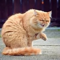 20 смешных фотографий котов, которых подловили во время чихания