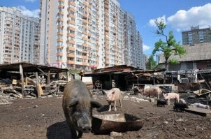 Чего далеко ходить. Киев. Осокорки