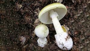 Бледная поганка - вот она панацея! Эта уже наверняка вылечит от заикания!