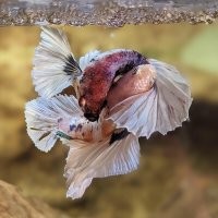 Вальсирующие рыбки великолепны