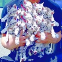 Самое милое нападение в мире: свора котят атаковала американца