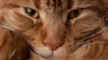 20 важных, нужных и познавательных  шпаргалок, которые могут пригодиться в жизни