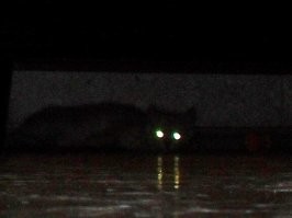 19 смешных питомцев, которые совершенно не умеют прятаться