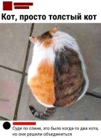 Эт ваше то кошка, если что) просто толстая кошка.