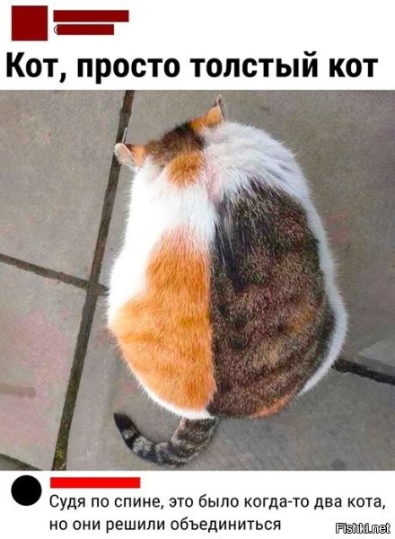 Эт ваше то кошка, если что) просто толстая кошка.