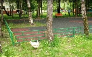 Плохо что петух есть.  У меня на 1м этаже дедок с курицей жил, выходил гулять, все фоткались. Всё тихо, спокойно..