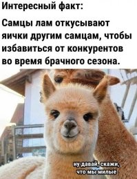 Это Альпака, она милая!