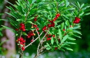 На фото красная бузина. 
Волчеягодник, он же волчье лыко, совсем иной...