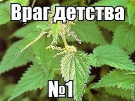 Его тоже лучше не трогать)